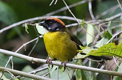 Moustached Brushfinch